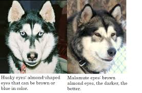 What Is The Difference Between A Siberian Husky And An Alaskan Malamute Daily Dog Discoveries Husky Alaskan Malamute Malamute