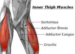 The adductor brevis, adductor longus and adductor magnus make up the the starting position is lying on the right side where the upper body is supported by the right arm. Inner Thigh Muscle Pic Inner Thigh Muscle Thigh Muscles Inner Thigh