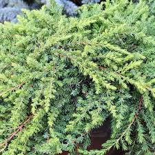 Image result for Juniperus