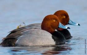 Bird With Red Neck And Head Redhead Facts Figures Description And Photo Bird Hunting Nature Birds Pet Birds