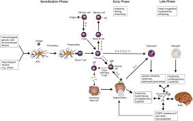 Allergic Rhinitis An Update On Disease Present Treatments