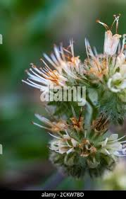 Image result for Virectaria major