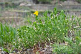 La scolopendre sagittée (scolopendrium sagittatum ou phyllitis sagittata), fougère vivace également appelée « herbe à la mule », croissant dans les puits creusés 29. Vitival Lotier Commun Lotier Cornicule