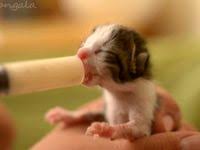 pin by emma wattar on kitten care kitten care warm water wipes