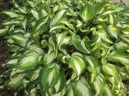 Gardening Unplugged: Hostas In The Garden