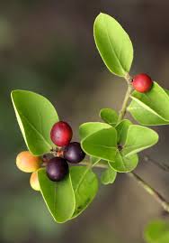 Image result for Carissa spinarum