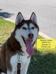 My rescue group rescued me from a rural shelter in north florida. Adoptable Florida Siberian Husky Husky Husky Rescue Siberian Husky