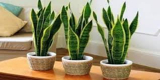 Ayo simak selengkapnya berikut ini ! 5 Tanaman Hias Terbaik Untuk Dekorasi Ruang Tamu Rumah Bikin Nyaman Dan Tambah Adem Kabar Lumajang