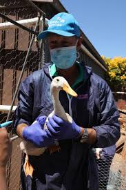 Check spelling or type a new query. What Does It Take To Be A Rescue Volunteer Rspca South Australia