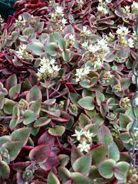 Jardinería crassula marginalis rubra variegata, veamos su ficha de cultivo, iluminacion, sustrato, riego, temperatura, fertilizado y como multiplicarla. Crassula Pellucida Subsp Marginalis Variegata World Of Succulents