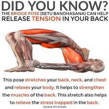 Setu Bandha Sarvangasana Or Bridge Pose Is A Common Posture Or Asana Sanskri Yoga Poses Yoga Postures Exercise