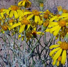 Image result for Senecio letouzeyanus