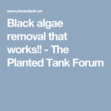 Black Algae In Fish Tank Good Or Bad Black Algae Removal That Works The Planted Tank Forum How To Remove Algae It Works