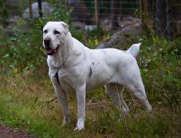 Central asian shepherd, california » los angeles. Pin By Jermaine Mason On But Mostly I Love Animals Alabai Dog Dogs Livestock Guardian Dog