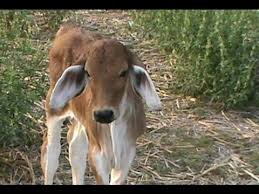 Brahman cattle are known for their extreme tolerance to heat and are widespread in tropical brahman cattle live longer than many other breeds, often producing calves at ages 15 and older. Cute Brahman Calf Less Than A Week Old Youtube