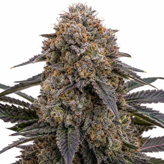 Watermelon Gelato kaufen hochwertige Cannabis Blüten mit sichtbaren Trichomen