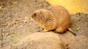 Image result for Cynomys gunnisoni obrázek