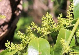 Image result for Opilia amentacea