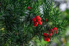 The flowers are small dull white, and appear in clusters, which are followed by white berries. Shrubs With Poisonous Berries Seeds Or Leaves