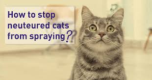 Keep your cat away from the area as long as possible. How To Stop A Neutered Cat From Spraying
