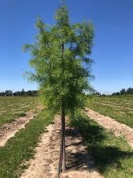 Image result for Taxodium
