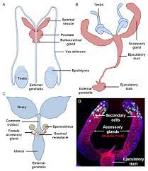 The Drosophila Accessory Gland As A Model For Prostate Cancer And Other Pathologies Abstract Europe Pmc