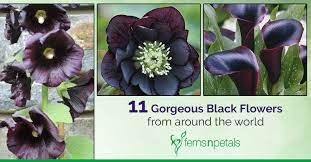 Name for the upscale dog with good taste. 11 Gorgeous Black Flowers From Around The World Ferns N Petals