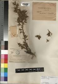 Image result for Melolobium calycinum