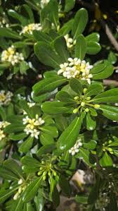 Image result for Pittosporum tobira