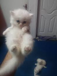 Enter a location to see results close by. Pets Pakistan 4 Persian Kittens For Sale