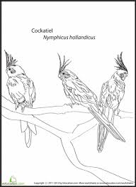 Cockatiel Coloring Page Bird Coloring Pages Coloring Pages Cockatiel