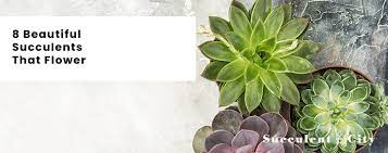 These forgiving plants are eye catching and thrive on very little water. 8 Beautiful Succulents For Indoors Outdoors
