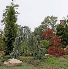 Pendula) is a conifer with branches that droop dramatically toward the ground. I Love Cedrus Atlantica Glauca Pendula Aka Weeping Blue Atlas Cedar Gardenlady Com