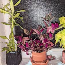Image result for Coleus hadiensis