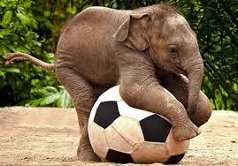 Resultado de imagen para elefante asiatico