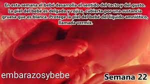 Tu bebé ya es capaz de emocionarse. Embarazo De 22 Semanas Fotos Tamano De Un Bebe De 30 Semanas De Gestacion
