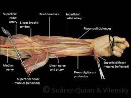 The muscle passes through the axilla, and attaches the medial side of the humeral shaft, at the level of the deltoid tubercle. Muscles Of The Anterior Forearm Flexion Pronation Teachmeanatomy