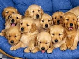 Golden retriever puppies for sale 8982569583. Golden Retriever Breeders In Ma Petswall