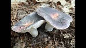 Image result for Russula variata