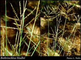 Image result for Bothriochloa bladhii