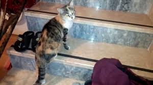 Kizginligi Gelen Disi Kedi Sesi Miyavlama 3 Youtube
