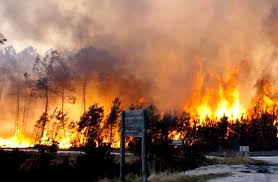 La superficie totale de forêts ravagées par le feu pendant l'année 2006 a été estimée à 16 916 ha. Feux De Foret Lutte Adaptee Aux Evolutions Climatiques El Watan