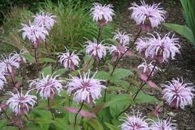 Image result for Monarda