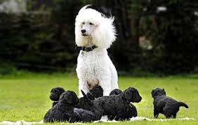 Black And White Toy Poodle Puppies White Pedigreed Poodle Mother Eight Black Poodle Puppies The Poodle And Dog Blog Poodle Puppy Black Puppy Poodle Dog
