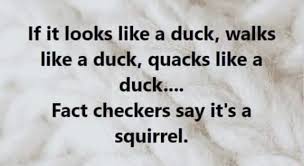 If It Looks Like A Duck Walks Like A Duck Quacks Like A Duck Fact Checkers Say It S A Squirrel