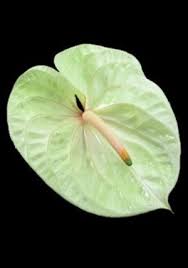 Champagne Anthurium Plant Leaves Flower Company