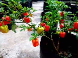 Kali ini kutanam akan memberikan panduan bagaimana cara menanam melon di halaman rumah anda sendiri. Bercocok Tanam Di Halaman Rumah Menjadi Kegiatan Bermanfaat Saat Pandemi Halaman All Kompasiana Com