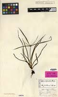Image result for Cyperus mapanioides