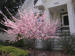 Instead of eating the fruit, you eat the seed inside the pits! Flowering Almond Trees In Your Yard Rose Trees Almond Tree Trees To Plant
