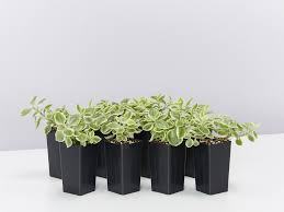 The soil needs to be watered only when it goes completely dry. Aptenia Cordifolia Variegata Buy Plants Online